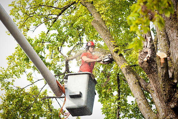 How Our Tree Care Process Works  in  Benjamin, UT